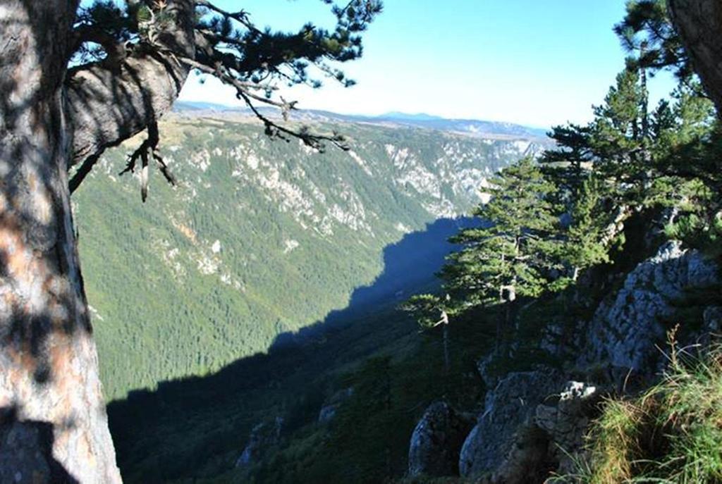 Underwoods Zabljak Guesthouse エクステリア 写真